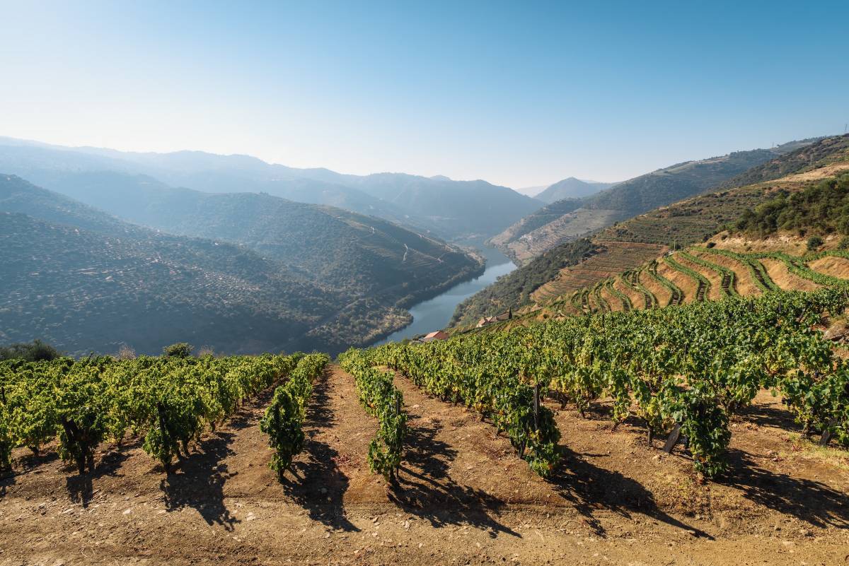 weinberge und im hintergrund der duoro fluss